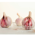 Culinary Red Garlic Price For Sale